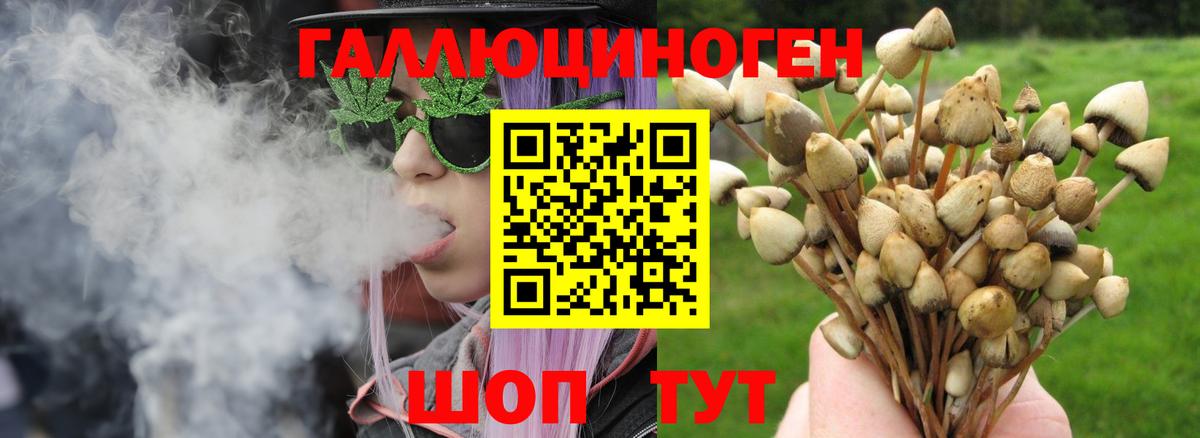 Псилоцибиновые грибы Psilocybe Иркутск